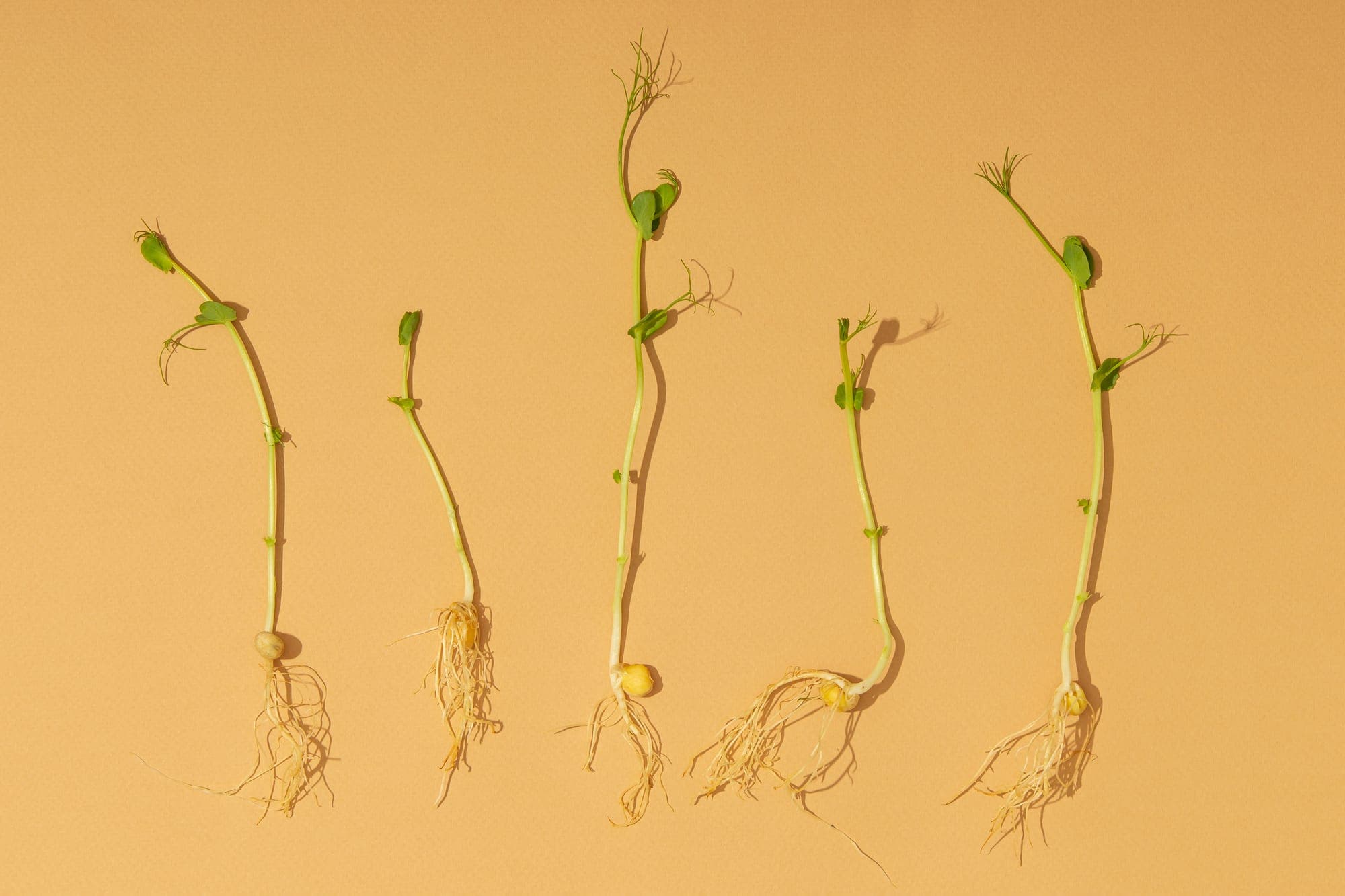 Descubre los beneficios de los brotes germinados y cómo prepararlos